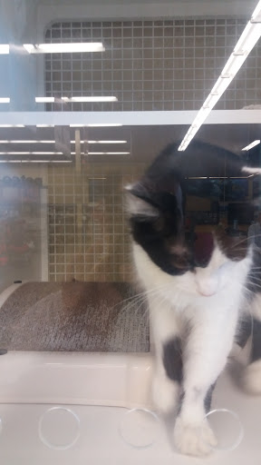 Pet Supply Store «Petco Animal Supplies», reviews and photos, 5120 E Bay Dr, Clearwater, FL 33764, USA