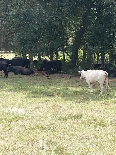 Tourist Attraction «Barn Hill Preserve», reviews and photos, 11370 LA-955, Ethel, LA 70730, USA