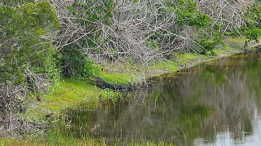 Golf Club «Raptor Bay Golf Club», reviews and photos, 23001 Coconut Point Resort Dr, Estero, FL 33928, USA