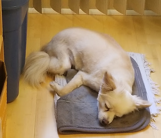 Pet Groomer «Doggy Styles Pet Salon», reviews and photos, 6310 Congress St, New Port Richey, FL 34653, USA