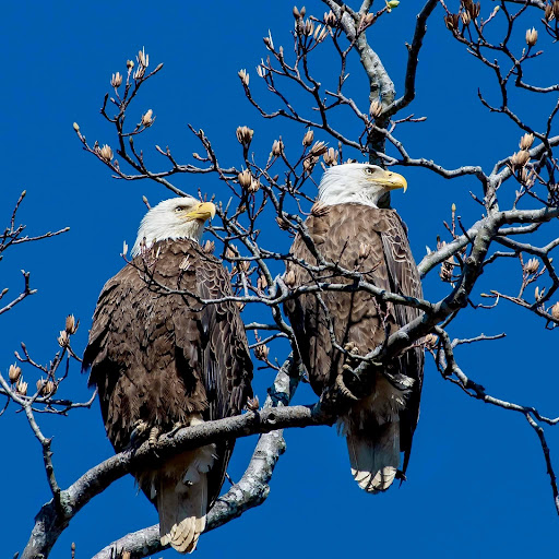 Insurance Agency «Allstate Insurance Agent: Michael Levenson», reviews and photos