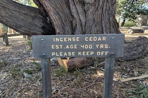 Palomar Mountain State Park image