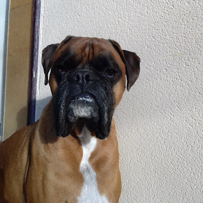 Veterinaires d'Alesia SELARL à Venarey-les-Laumes
