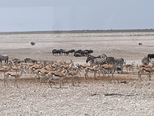 Photo of Etosha National Park