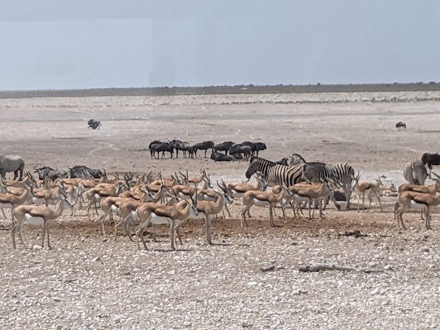 Etosha National Park by null