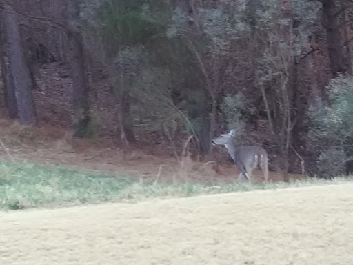 Golf Course «Windermere Golf Club», reviews and photos, 5000 Davis Love Dr, Cumming, GA 30041, USA