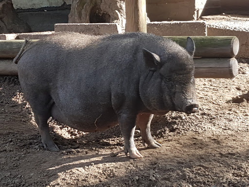 Fasanerie Groß-Gerau Zoo unter Groß-Gerau, 