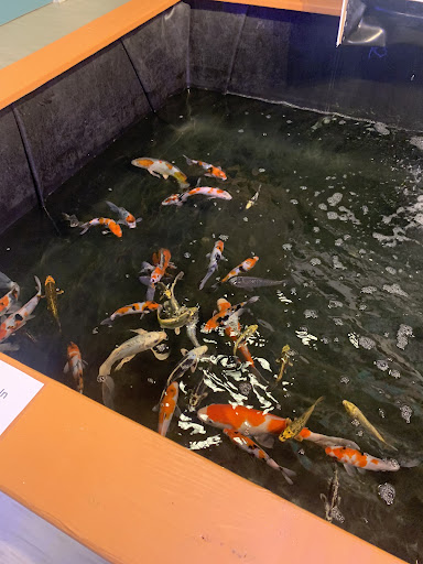 Tropical Fish Store «Nemo Aquarium», reviews and photos, 1560 Indian Trail Rd #106, Norcross, GA 30093, USA