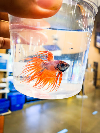 Pet Supply Store «PetSmart», reviews and photos, 2525 W Wheatland Rd, Dallas, TX 75237, USA