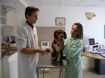 Clinique Vétérinaire de l’Avenue à Rennes
