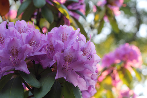 Park «Kingsland Park», reviews and photos, 258 Rutgers Pl, Nutley, NJ 07110, USA