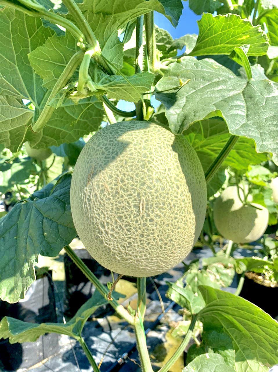 Kebun Rock Melon Parit Raja