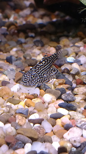 Pet Store «World of Wet Pets», reviews and photos, 8542 SW Apple Way, Portland, OR 97225, USA