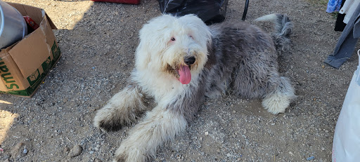 Flea Market «The Mission Market Open Air Market», reviews and photos, 207 W Chavaneaux Rd, San Antonio, TX 78221, USA