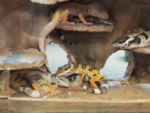 Pet Supply Store «Petco Animal Supplies», reviews and photos, 585 E Wetmore Rd, Tucson, AZ 85705, USA