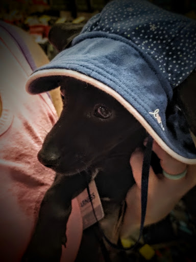 Pet Supply Store «PetSmart», reviews and photos, 2255 Pine Ridge Rd, Naples, FL 34109, USA