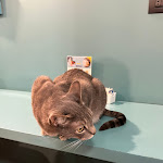 Photo n°3 de l'avis de Valentino.a fait le 04/09/2022 à 17:01 sur le  Crazy Cat Café à Milan