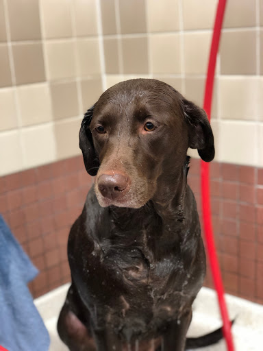 Pet Supply Store «Pet Food Express», reviews and photos, 2531 Fair Oaks Blvd, Sacramento, CA 95825, USA