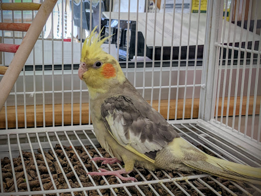 Pet Supply Store «Pet Supplies Plus», reviews and photos, 1100 Settlers Ridge Center Dr, Pittsburgh, PA 15205, USA