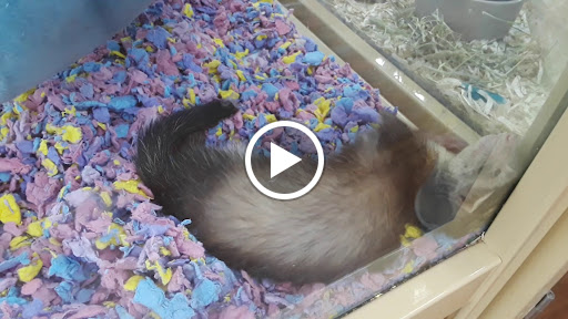 Pet Supply Store «Pet Supermarket», reviews and photos, 10291 Pines Blvd, Pembroke Pines, FL 33026, USA