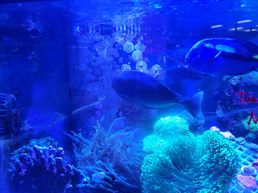 Pet Store «Pet Advantage», reviews and photos, 350 Dorset St # 1, South Burlington, VT 05403, USA