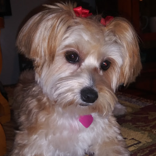 Pet Supply Store «Pet Supermarket», reviews and photos, 1809 S University Dr, Davie, FL 33324, USA