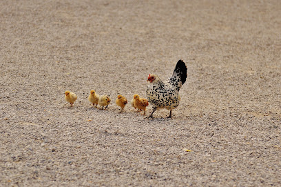 Nanny McCluckins Chick Hatching Experiences, Canada