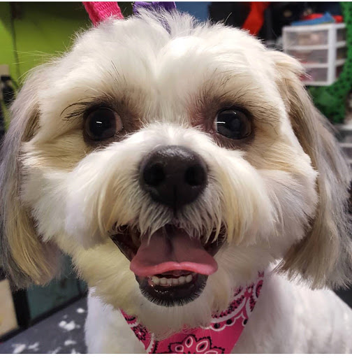 Pet Groomer «Pocono Pets-N-Stuff», reviews and photos, 2571 Milford Rd, East Stroudsburg, PA 18301, USA