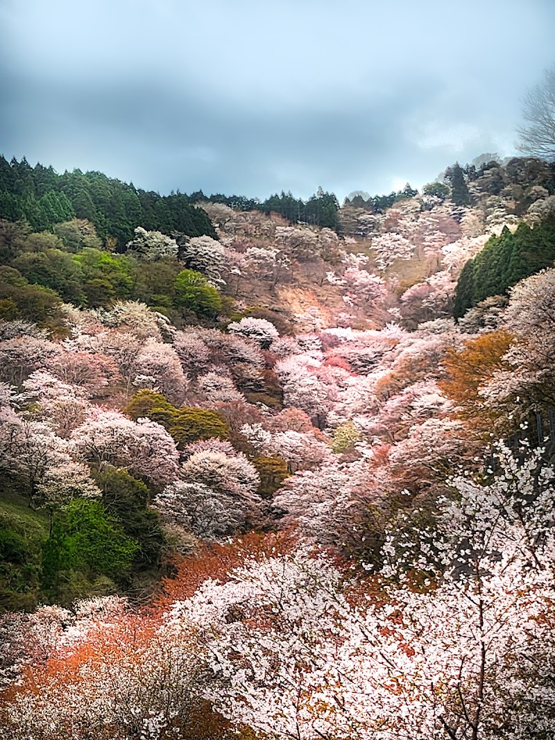 滝桜展望地