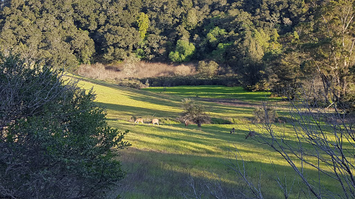 Park «Edgewood Park & Natural Preserve», reviews and photos, 10 Old Stage Coach Rd, Redwood City, CA 94062, USA