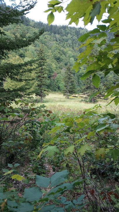 Spruce Meadow