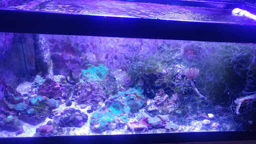 Pet Store «Aquarium & Reef Center», reviews and photos, 231 Del Prado Blvd, Cape Coral, FL 33990, USA