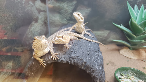 Pet Supply Store «Petco Animal Supplies», reviews and photos, 855 E Bidwell St, Folsom, CA 95630, USA