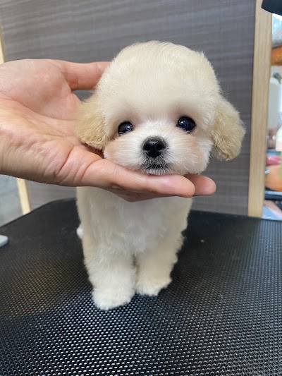 パピーエンジェル