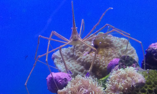 Pet Supply Store «Care-A-Lot Pet Supply Indian River», reviews and photos, 5457 Indian River Rd, Virginia Beach, VA 23464, USA