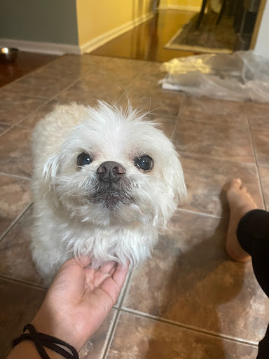 Pet Supply Store «PetSmart», reviews and photos, 5857 NJ-42, Turnersville, NJ 08012, USA