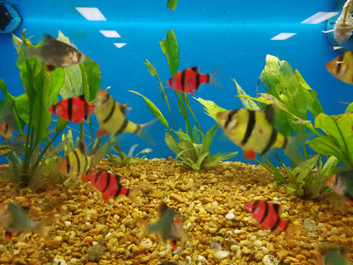 Pet Supply Store «Pet Supermarket», reviews and photos, 2585 N Atlantic Ave, Daytona Beach, FL 32118, USA