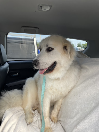 Pet Supply Store «PetSmart», reviews and photos, 976 IL-59, Aurora, IL 60504, USA