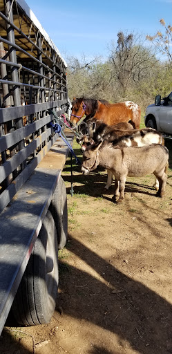 Flea Market «Las Esperanza Flea Market», reviews and photos, 18820 Pleasanton Rd, San Antonio, TX 78221, USA