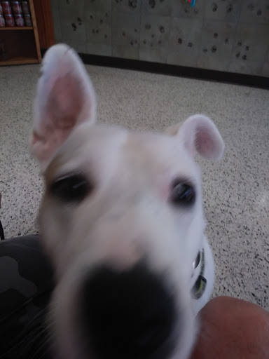 Pet Supply Store «Petco Animal Supplies», reviews and photos, 11147 Park Blvd N, Seminole, FL 33772, USA