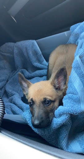 Pet Supply Store «Petco Animal Supplies», reviews and photos, 17132 W Colfax Ave, Golden, CO 80401, USA