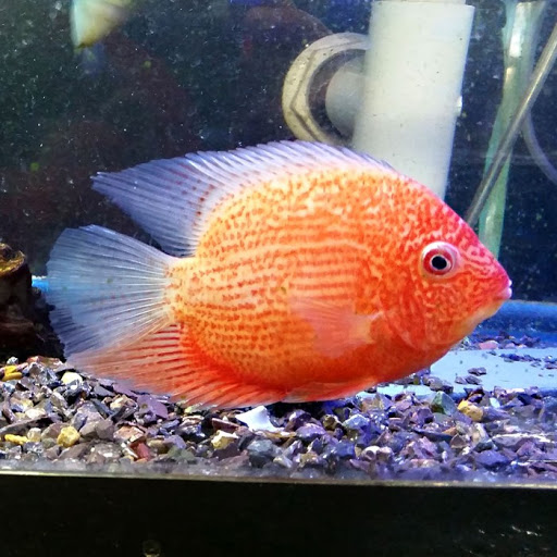 Pet Supply Store «Oddball Pets and Aquariums», reviews and photos, 262 Joseph St, Pittsburgh, PA 15227, USA