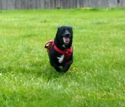 Pet Supply Store «PetSmart», reviews and photos, 533 S Tracy St, Wichita, KS 67209, USA