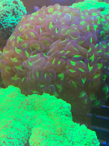 Tropical Fish Store «Beyond the Reef», reviews and photos, 205 W Golf Rd, Schaumburg, IL 60195, USA