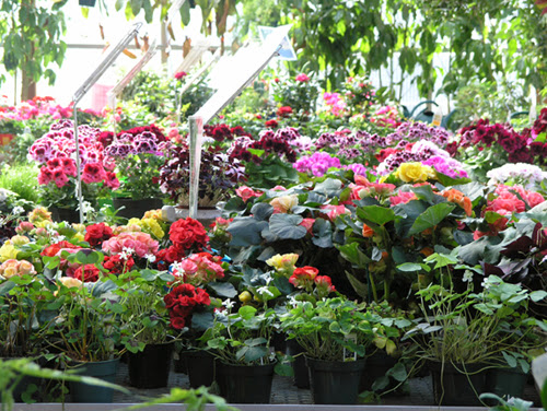 Florist «Skillins Greenhouses», reviews and photos, 89 Foreside Rd, Falmouth, ME 04105, USA