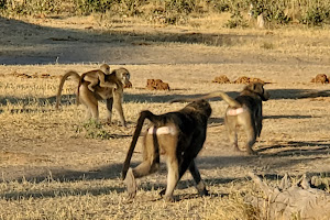 Letaka Safaris image