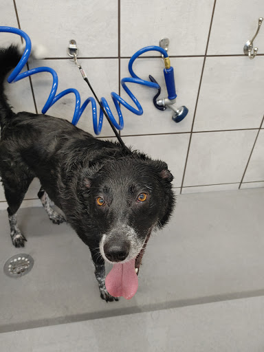 Pet Supply Store «Pet Supplies Plus», reviews and photos, 15311 Manchester Rd, Ballwin, MO 63011, USA