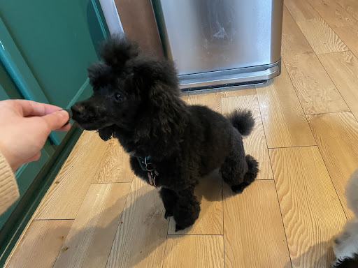 Pet Supply Store «Wholesome Pet Essentials», reviews and photos, 2005 S Ankeny Blvd #200, Ankeny, IA 50023, USA