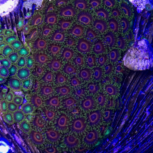 Tropical Fish Store «Hooked On Reefs», reviews and photos, 228 Hibiscus St #1, Jupiter, FL 33458, USA