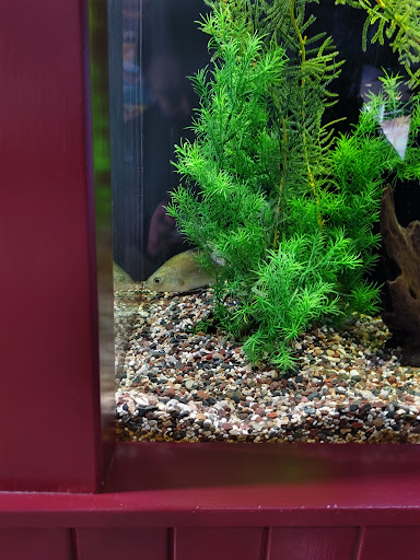 Aquarium «Great Lakes Aquarium», reviews and photos, 353 Harbor Dr, Duluth, MN 55802, USA